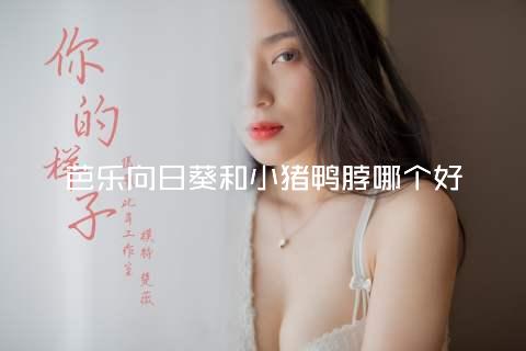 芭乐向日葵和小猪鸭脖哪个好